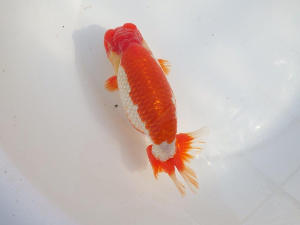 【なおちん金魚氏】成長力のある系統 明け二歳らんちゅうG 約15㎝ オス 映える！