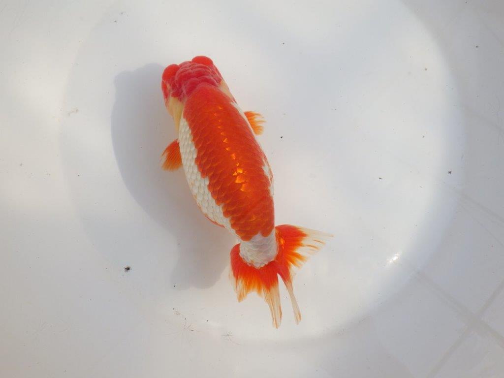【なおちん金魚氏】成長力のある系統 明け二歳らんちゅうG 約15㎝ オス 映える！