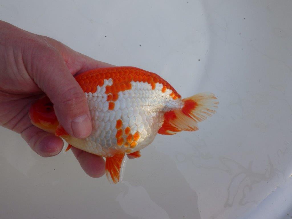 【なおちん金魚氏】成長力のある系統 明け二歳らんちゅうH 約16㎝ オス 綺麗！