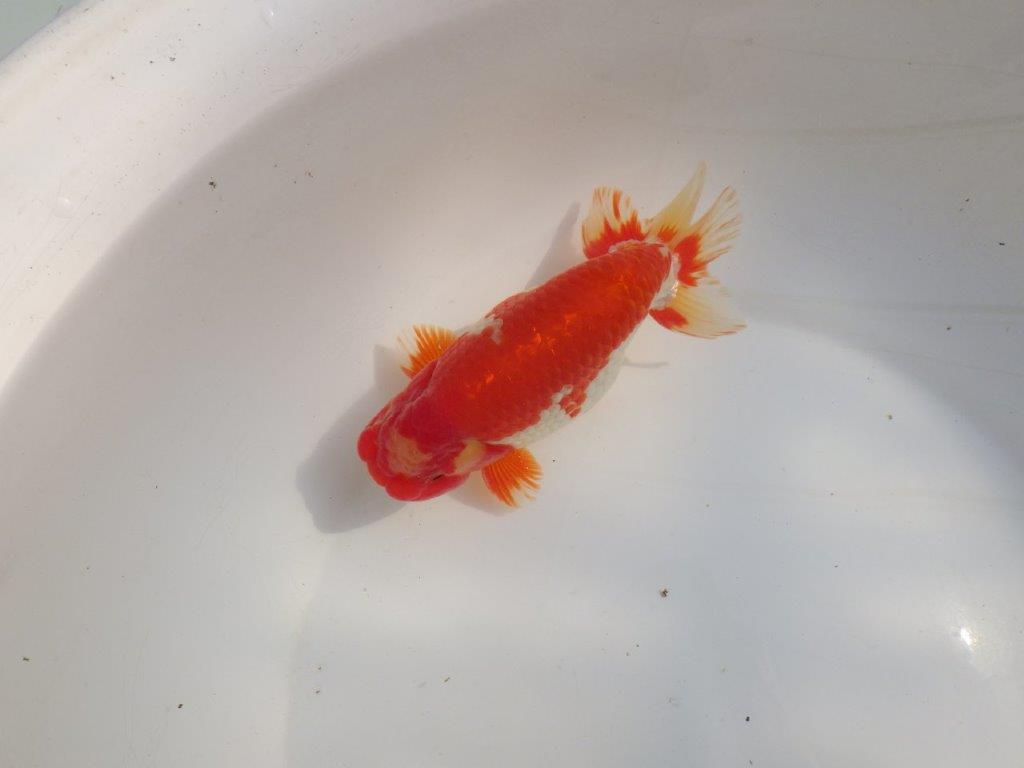 【なおちん金魚氏】成長力のある系統 明け二歳らんちゅうH 約16㎝ オス 綺麗！