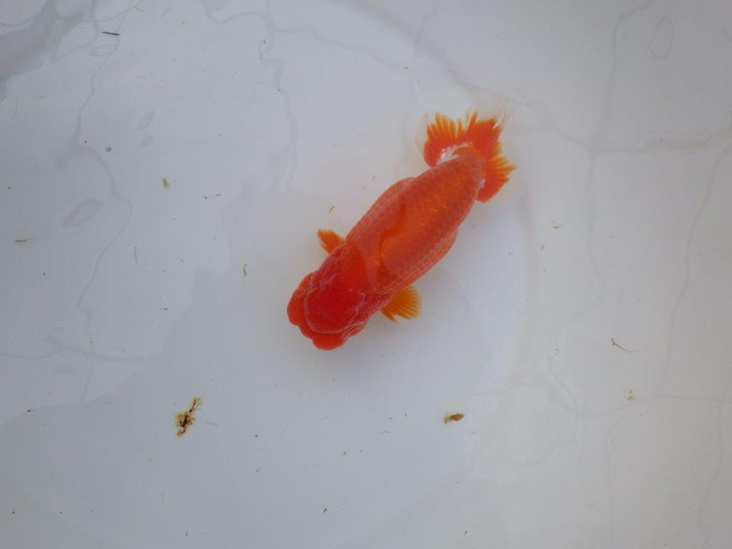 【岡山　村上暢彦氏】色艶が良くご鑑賞お勧めのらんちゅう　明け二歳魚　 　約15,5ｃｍ　オス？