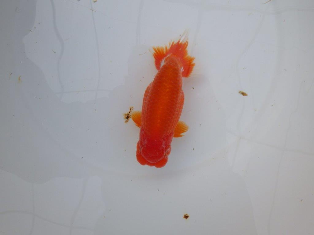 【岡山　村上暢彦氏】色艶が良くご鑑賞お勧めのらんちゅう　明け二歳魚　 　約15,5ｃｍ　オス？