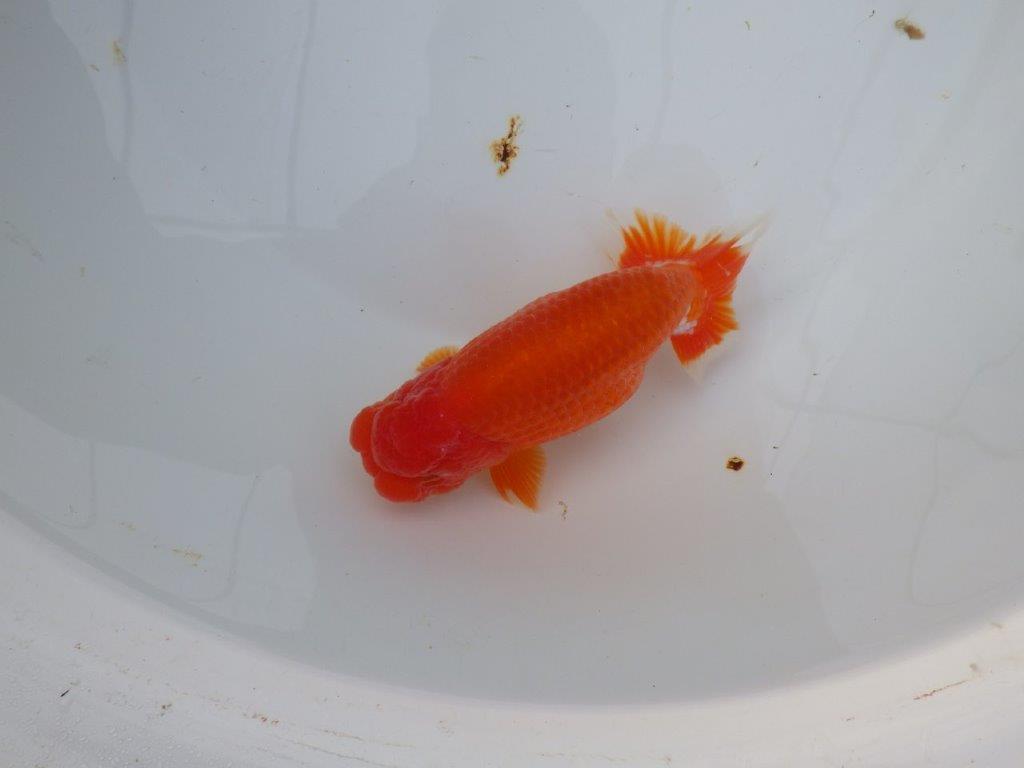【岡山　村上暢彦氏】色艶が良くご鑑賞お勧めのらんちゅう　明け二歳魚　 　約15,5ｃｍ　オス？