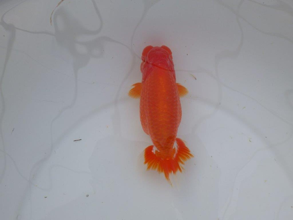 【岡山　村上暢彦氏】色艶が良くご鑑賞お勧めのらんちゅう　明け二歳魚　 　約15,5ｃｍ　オス？