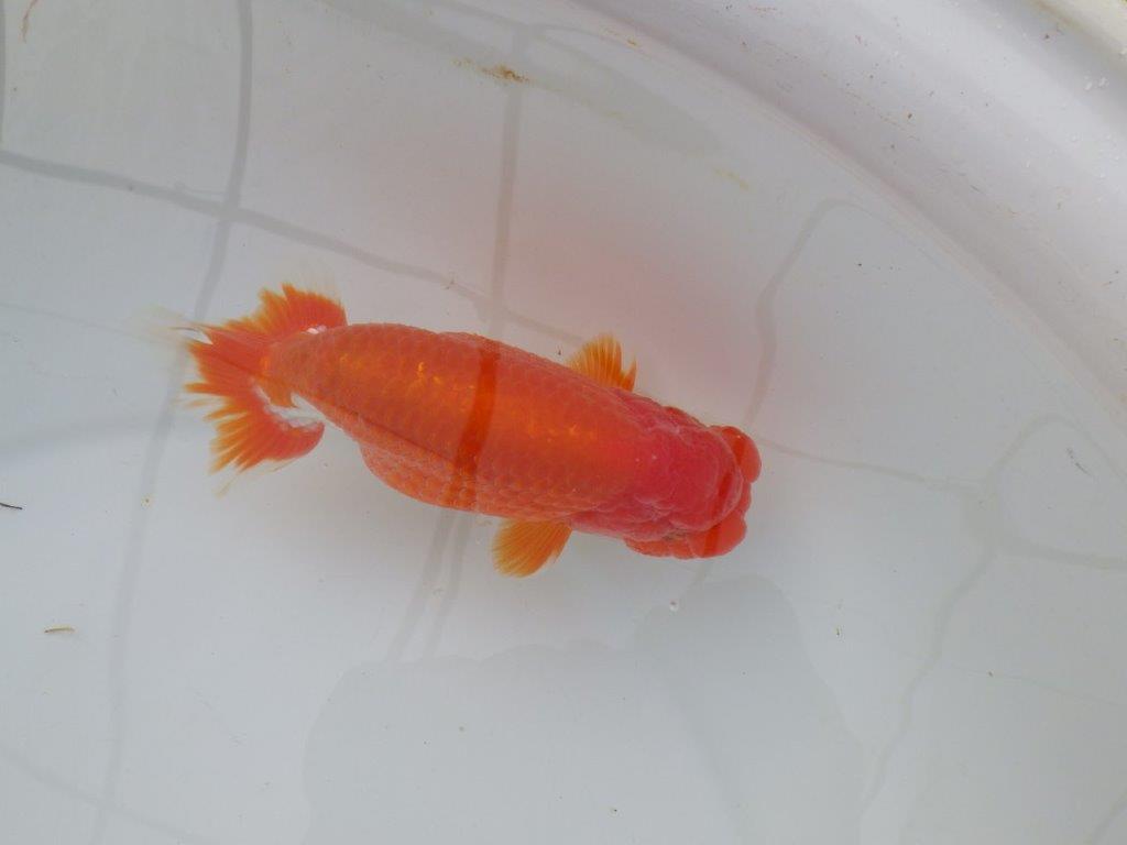 【岡山　村上暢彦氏】色艶が良くご鑑賞お勧めのらんちゅう　明け二歳魚　 　約15,5ｃｍ　オス？の上身