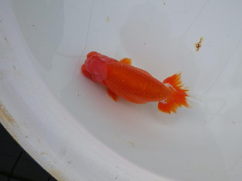 【岡山　村上暢彦氏】色艶が良くご鑑賞お勧めのらんちゅう　明け二歳魚　 　約15,5ｃｍ　オス？