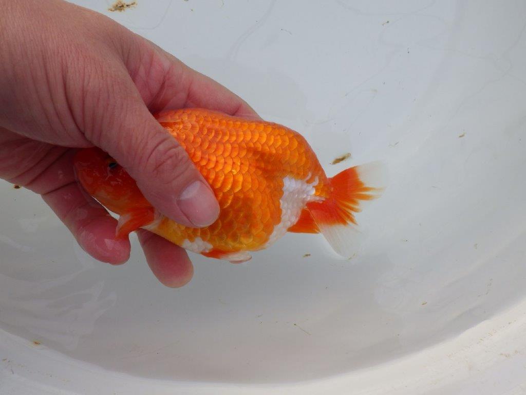 【岡山　村上暢彦氏】色艶が良くご鑑賞お勧めのらんちゅう　明け二歳魚　 　約15,5ｃｍ　オス？