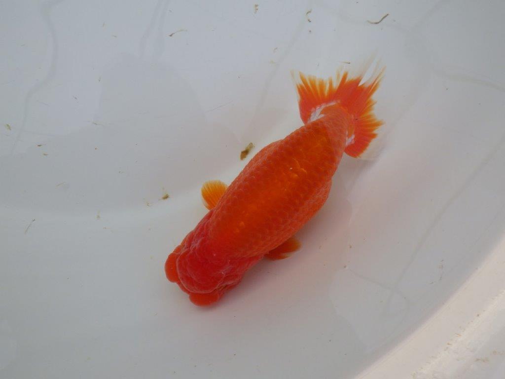 【岡山　村上暢彦氏】色艶が良くご鑑賞お勧めのらんちゅう　明け二歳魚　 　約15,5ｃｍ　オス？