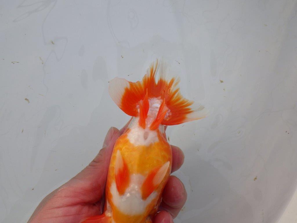 【岡山　村上暢彦氏】色艶が良くご鑑賞お勧めのらんちゅう　明け二歳魚　 　約15,5ｃｍ　オス？