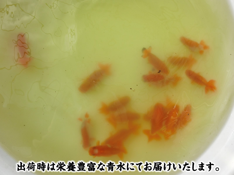 【おすすめ】大関獲得系統 冬限定はじめての水槽飼育セット 明け2歳5尾【3月下旬まで】