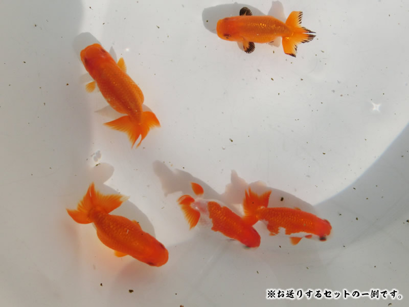 【おすすめ】大関獲得系統 冬限定はじめての水槽飼育セット 明け2歳5尾【3月下旬まで】