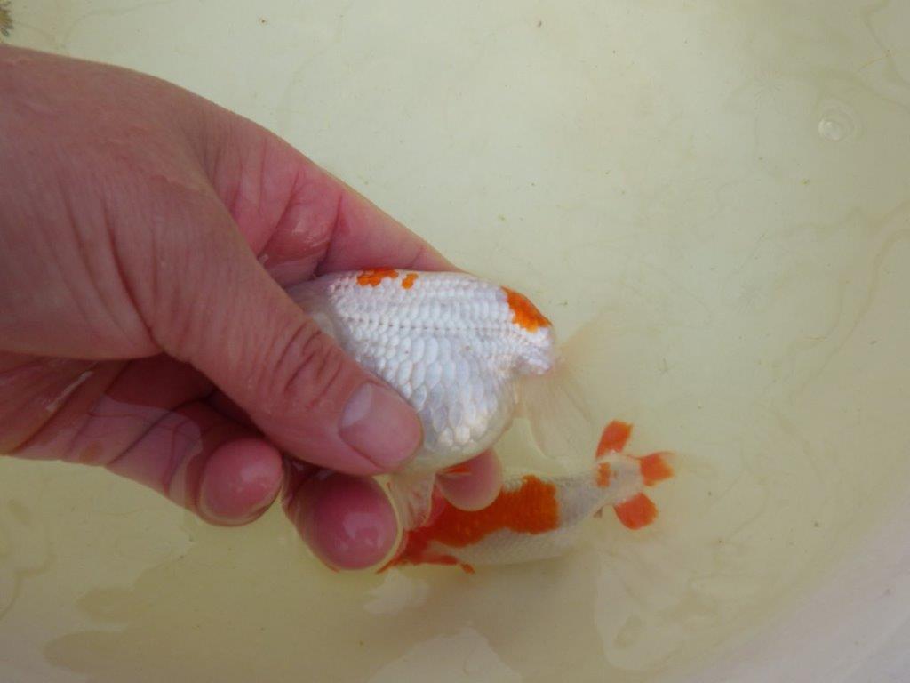 【岡山村上暢彦氏系統】もうすぐ産卵!?ペアでお楽しみください! 約10㎝ オス・メスペア