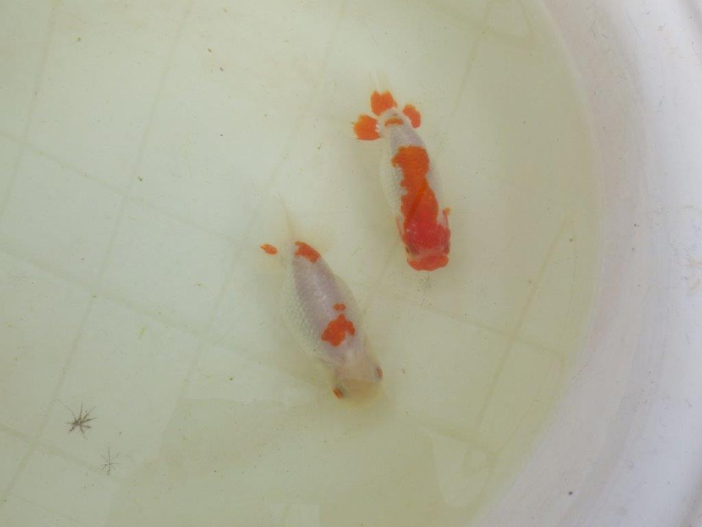 【岡山村上暢彦氏系統】もうすぐ産卵!?ペアでお楽しみください! 約10㎝ オス・メスペア