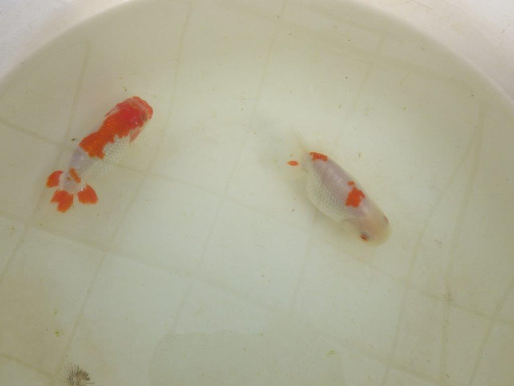 【岡山村上暢彦氏系統】もうすぐ産卵!?ペアでお楽しみください! 約10㎝ オス・メスペア