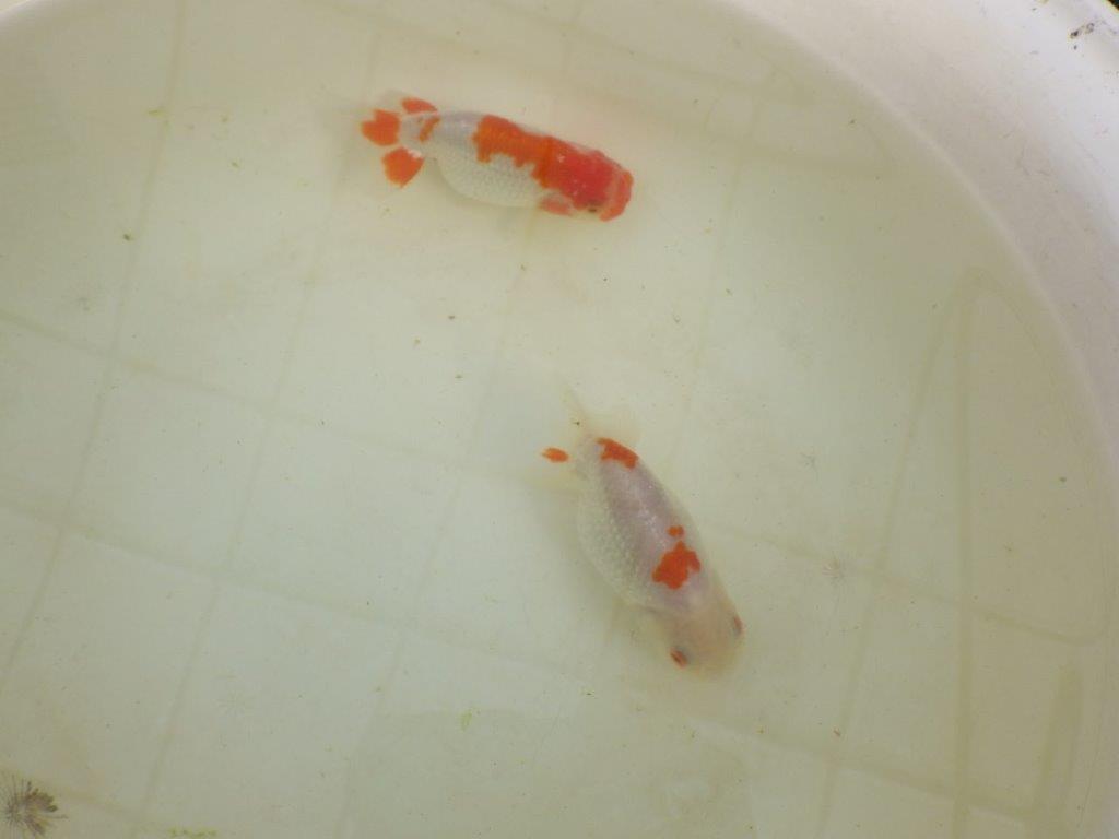 【岡山村上暢彦氏系統】もうすぐ産卵!?ペアでお楽しみください! 約10㎝ オス・メスペア