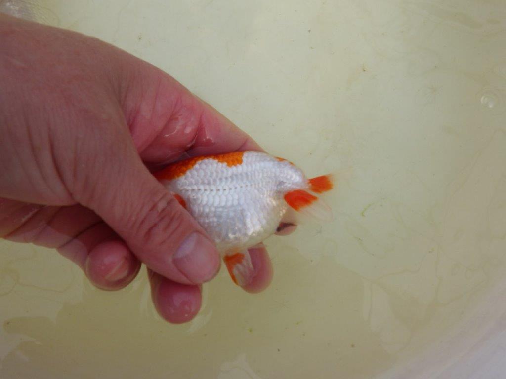 【岡山村上暢彦氏系統】もうすぐ産卵!?ペアでお楽しみください! 約10㎝ オス・メスペア