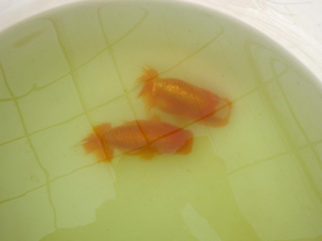 【岐阜フンタンブリーダー系統】産卵チャレンジ!?ペアでお楽しみください! 約12㎝ オス・メスペア