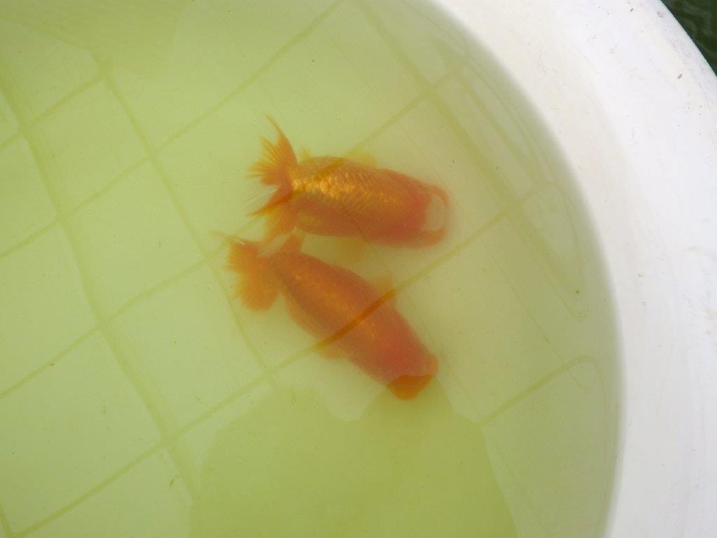 【岐阜フンタンブリーダー系統】産卵チャレンジ!?ペアでお楽しみください! 約12㎝ オス・メスペア