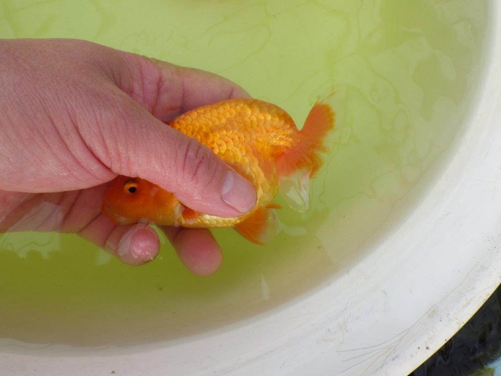 【岐阜フンタンブリーダー系統】産卵チャレンジ!?ペアでお楽しみください! 約12㎝ オス・メスペア