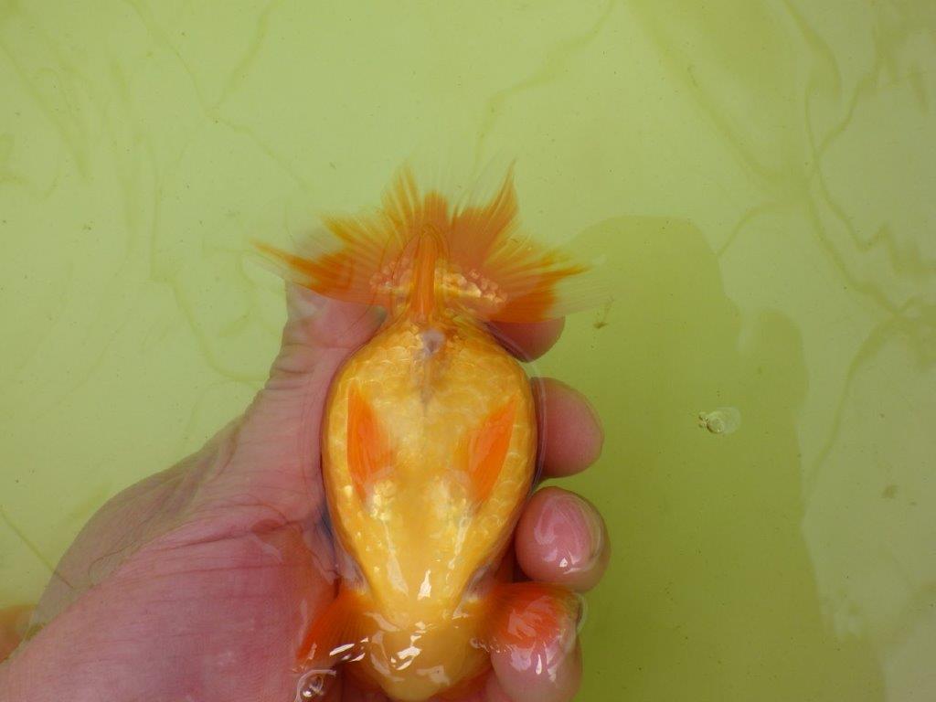 【岐阜フンタンブリーダー系統】産卵チャレンジ!?ペアでお楽しみください! 約12㎝ オス・メスペア