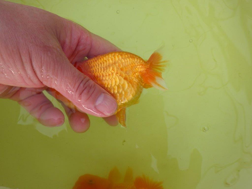 【岐阜フンタンブリーダー系統】産卵チャレンジ!?ペアでお楽しみください! 約12㎝ オス・メスペア