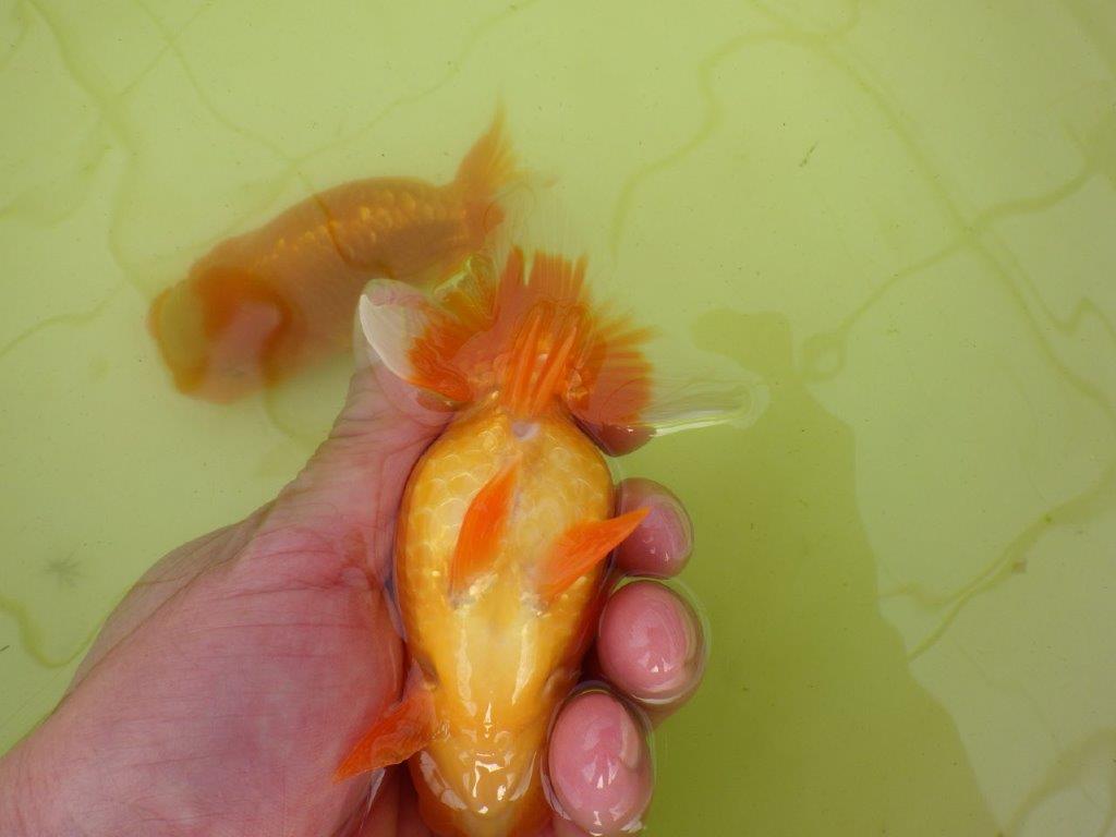 【岐阜フンタンブリーダー系統】産卵チャレンジ!?ペアでお楽しみください! 約12㎝ オス・メスペア