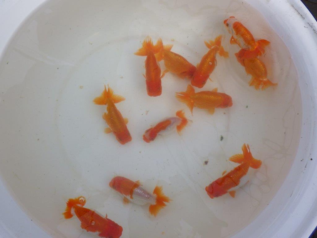 【産卵チャレンジ】はじめての産卵セット2026年!常勝系統魚でらんちゅう仔引きにチャレンジできます