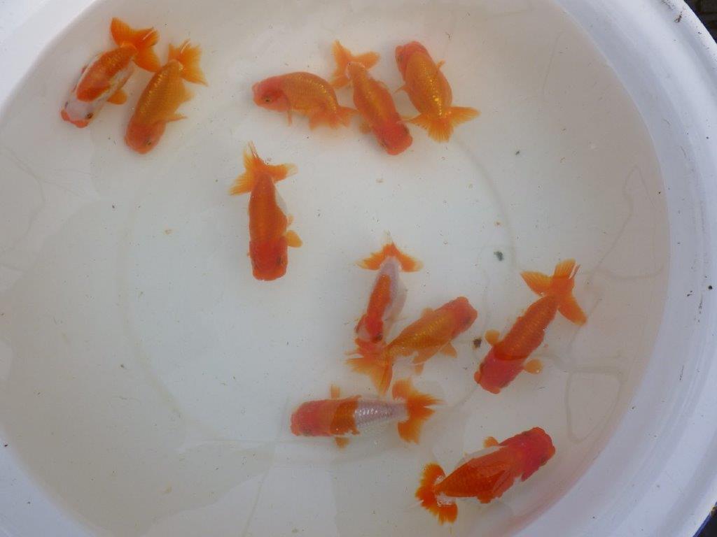 【産卵チャレンジ】はじめての産卵セット2026年!常勝系統魚でらんちゅう仔引きにチャレンジできます