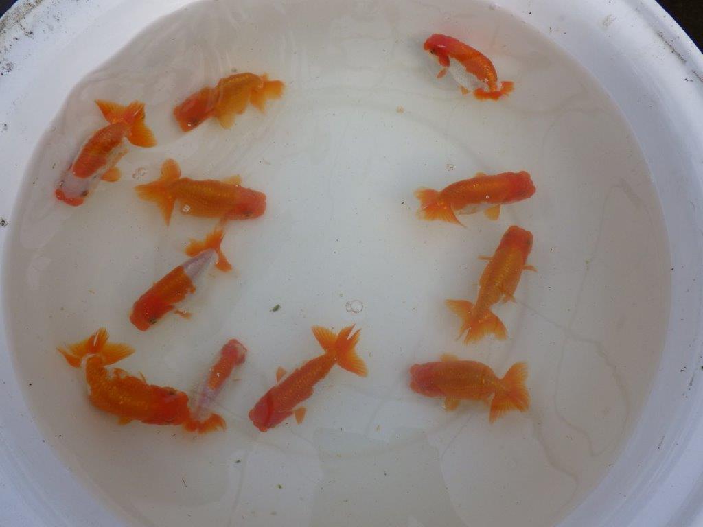 【産卵チャレンジ】はじめての産卵セット2026年!常勝系統魚でらんちゅう仔引きにチャレンジできます