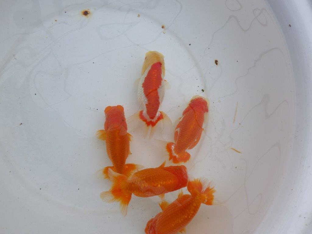 【浜松 松田力三氏】ペアでお楽しみください! 約10,5~12,5㎝ オス・メスペア限定2セット