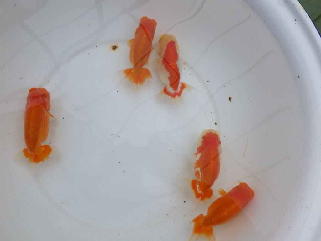 【浜松 松田力三氏】ペアでお楽しみください! 約10,5~12,5㎝ オス・メスペア限定2セット