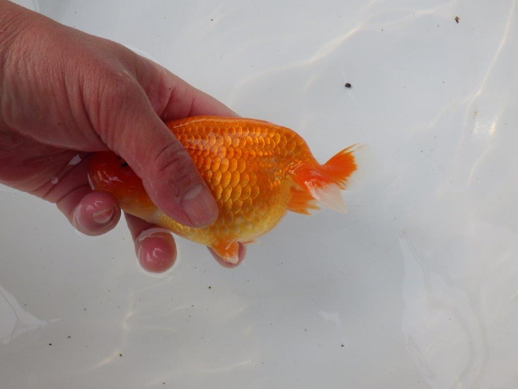 【三重ブリーダー】雰囲気の良い明け二歳らんちゅう種にも! 約14㎝ メス