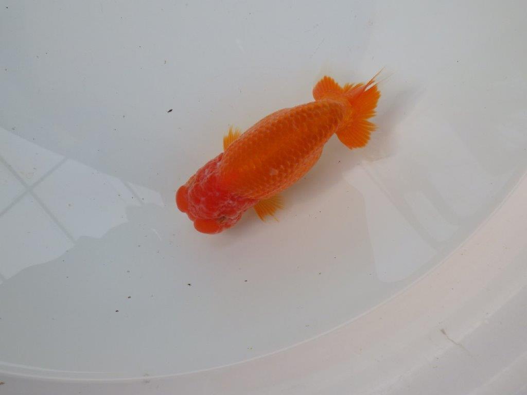 【三重ブリーダー】雰囲気の良い明け二歳らんちゅう種にも! 約14㎝ メス