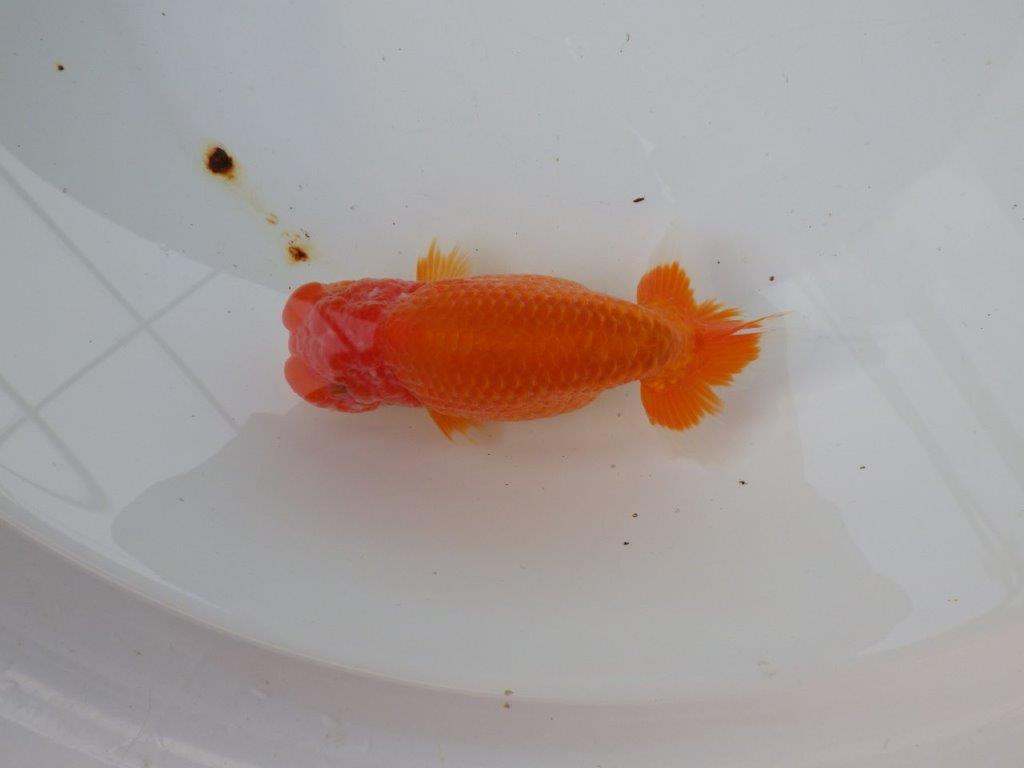 【三重ブリーダー】雰囲気の良い明け二歳らんちゅう種にも! 約14㎝ メス