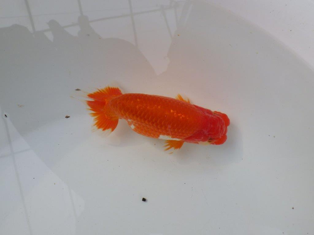 【三重ブリーダー】雰囲気の良い明け二歳らんちゅう飼い込みお勧め 約15㎝ オス