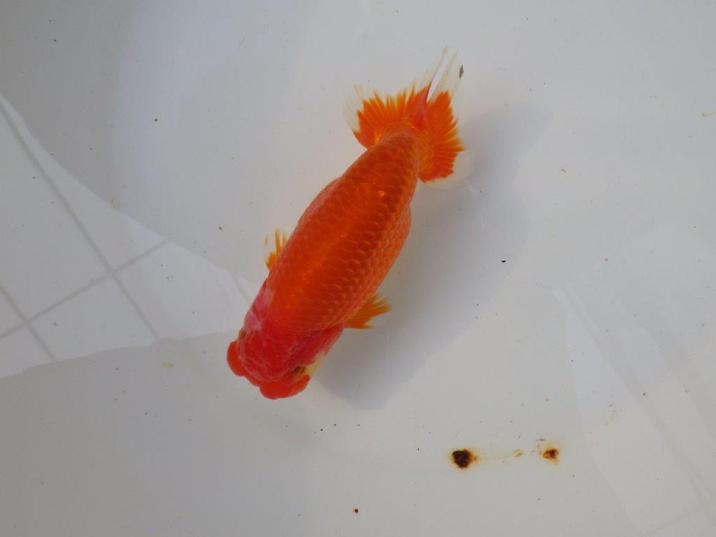 【三重ブリーダー】雰囲気の良い明け二歳らんちゅう飼い込みお勧め 約15㎝ オスの上身