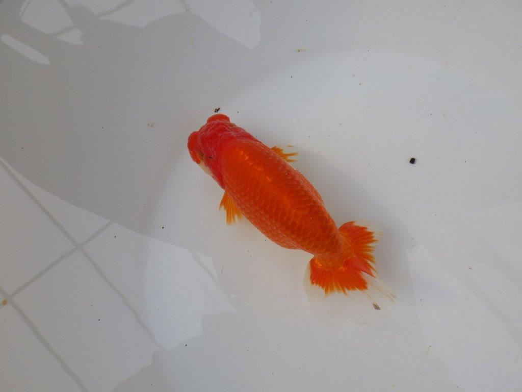 【三重ブリーダー】雰囲気の良い明け二歳らんちゅう飼い込みお勧め 約15㎝ オス