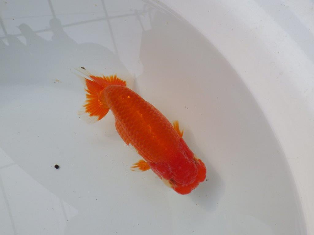 【三重ブリーダー】雰囲気の良い明け二歳らんちゅう飼い込みお勧め 約15㎝ オス