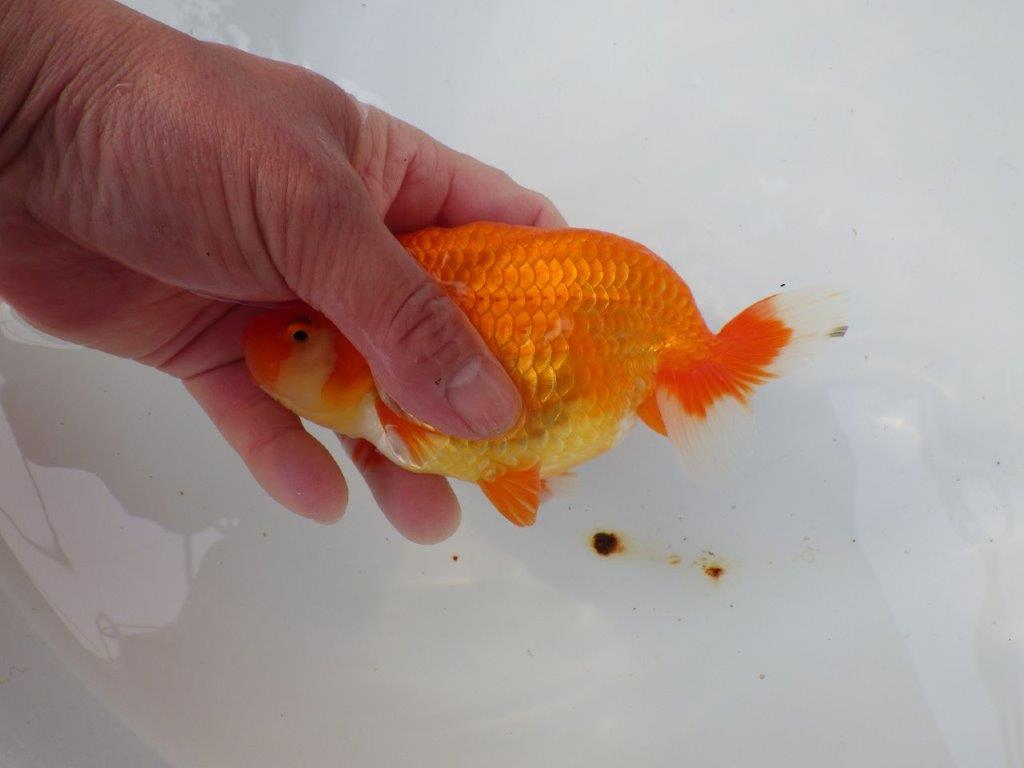 【三重ブリーダー】雰囲気の良い明け二歳らんちゅう飼い込みお勧め 約15㎝ オス