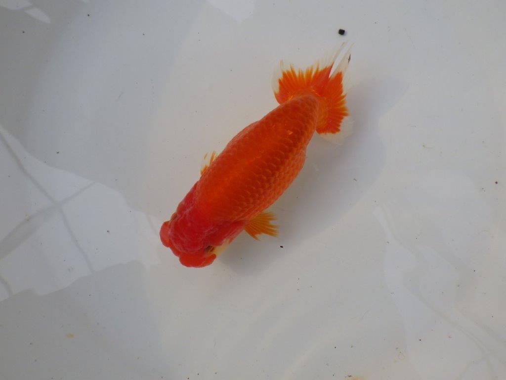 【三重ブリーダー】雰囲気の良い明け二歳らんちゅう飼い込みお勧め 約15㎝ オス