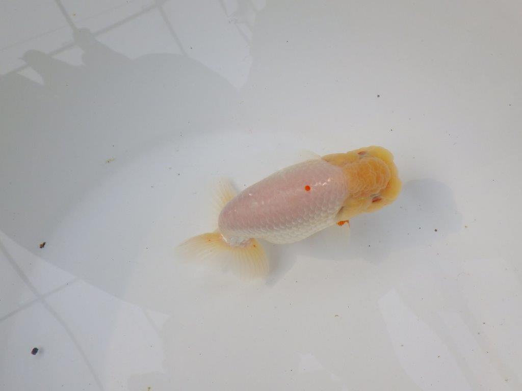 【三重ブリーダー】素晴らしい尾型、胴つくりの明け二歳らんちゅう 約14㎝ オス