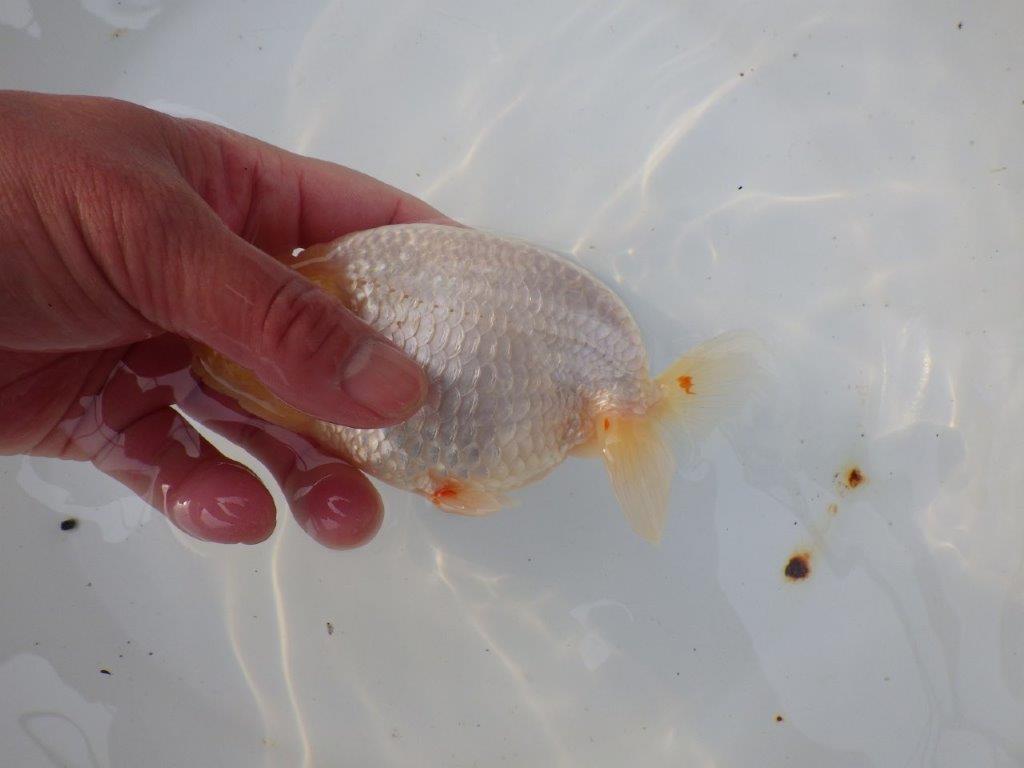 【三重ブリーダー】素晴らしい尾型、胴つくりの明け二歳らんちゅう 約14㎝ オス