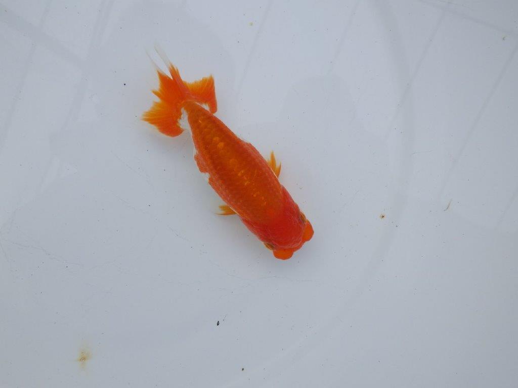 【全国大会西大関獲得ブリーダー】水槽映え、美しい更紗明け二歳らんちゅう 約11,5㎝ オス？の上身