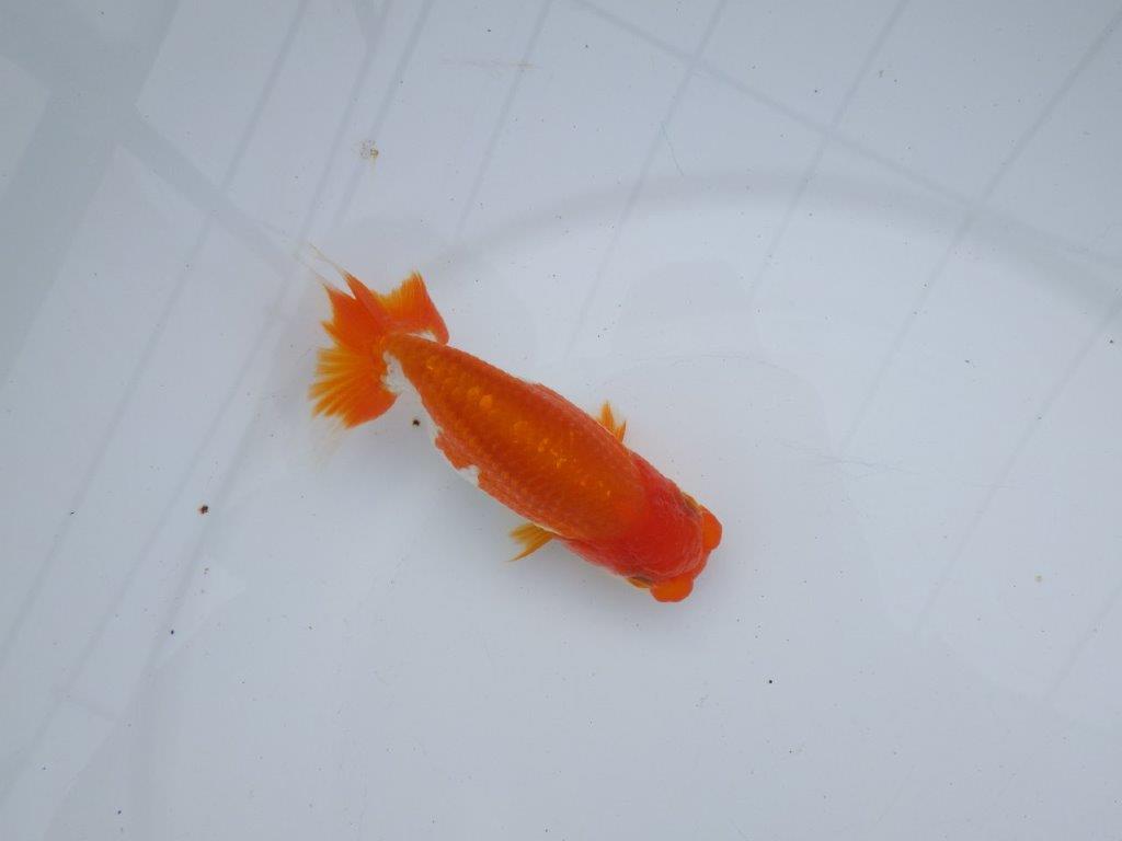 【全国大会西大関獲得ブリーダー】水槽映え、美しい更紗明け二歳らんちゅう 約11,5㎝ オス？