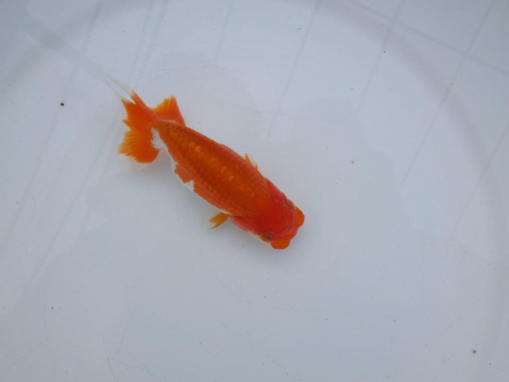 【全国大会西大関獲得ブリーダー】水槽映え、美しい更紗明け二歳らんちゅう 約11,5㎝ オス？