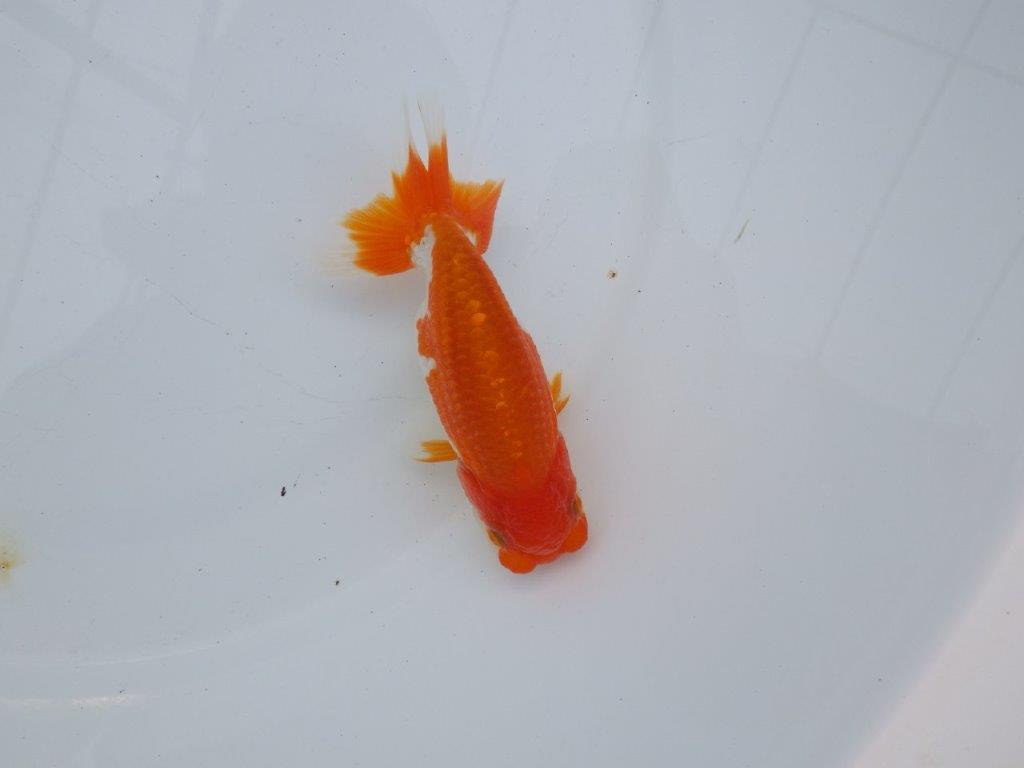 【全国大会西大関獲得ブリーダー】水槽映え、美しい更紗明け二歳らんちゅう 約11,5㎝ オス？