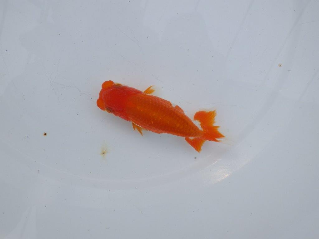 【全国大会西大関獲得ブリーダー】水槽映え、美しい更紗明け二歳らんちゅう 約11,5㎝ オス？