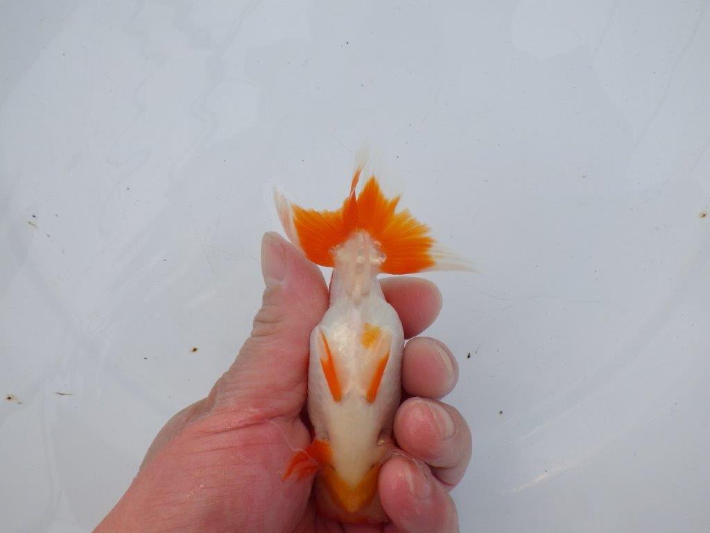 【全国大会西大関獲得ブリーダー】水槽映え、美しい更紗明け二歳らんちゅう 約11,5㎝ オス？