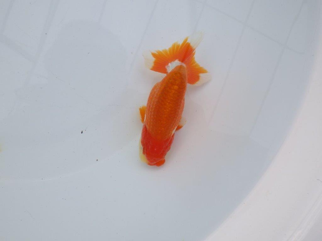 【全国大会西大関獲得ブリーダー】種にもお勧めの素晴らしい尾！明け二歳らんちゅう 約12㎝ オス？の上身