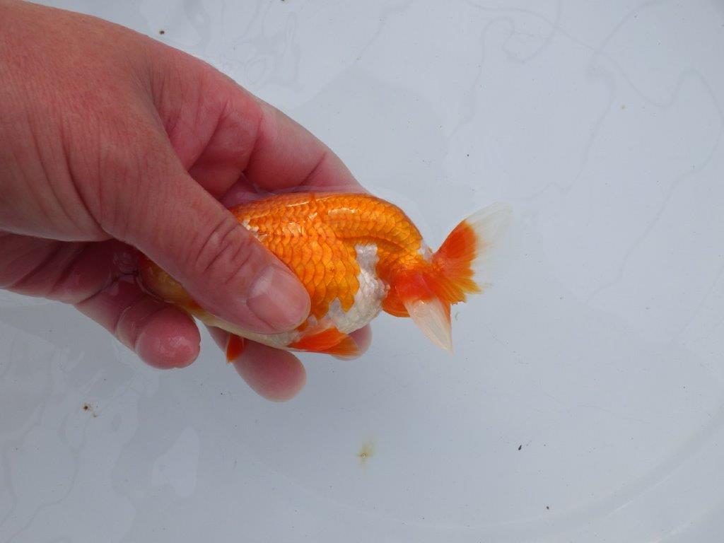 【全国大会西大関獲得ブリーダー】種にもお勧めの素晴らしい尾！明け二歳らんちゅう 約12㎝ オス？